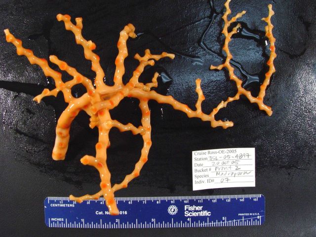 Coral of the genus Madrepora Picture