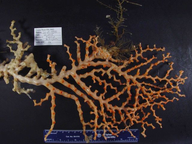 Coral of the genus Madrepora Picture