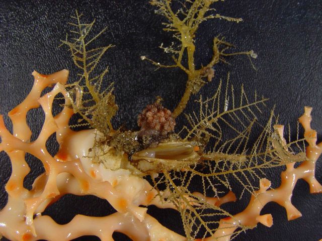 Coral of the genus Madrepora with numerous attached invertebrates Picture