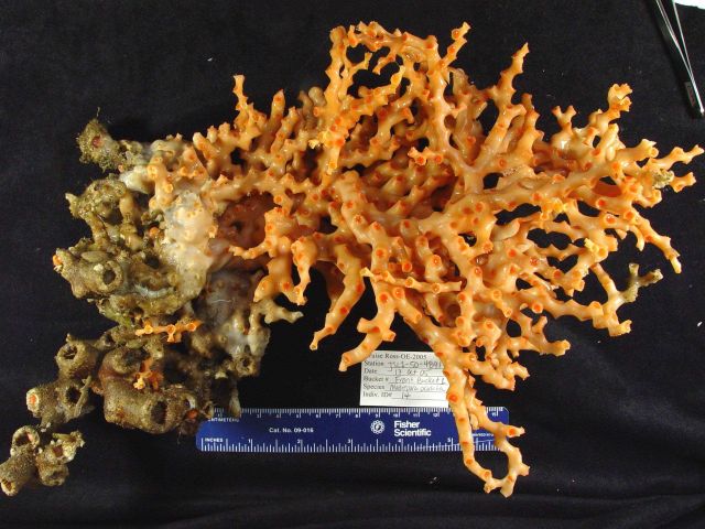 Coral of the genus Madrepora Picture