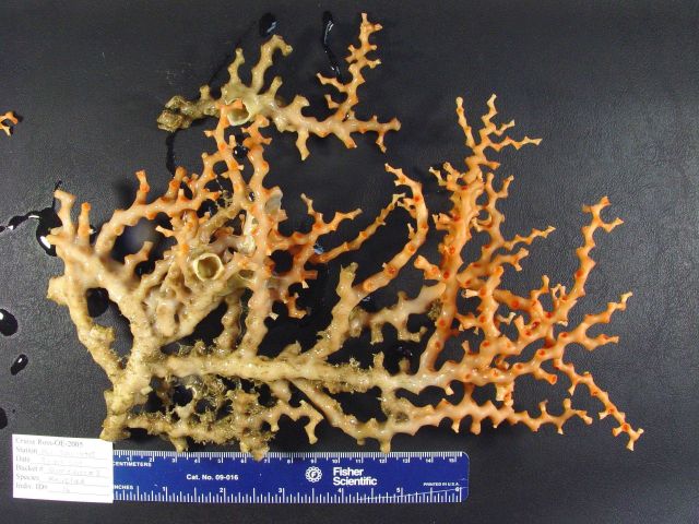 Coral of the genus Madrepora Picture