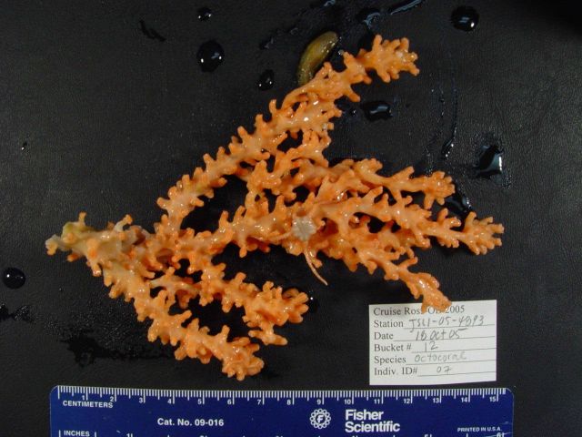 An orange octocoral Picture
