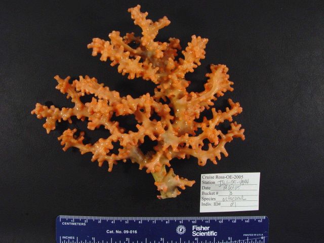 An orange octocoral Picture