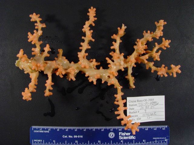 An orange octocoral Picture