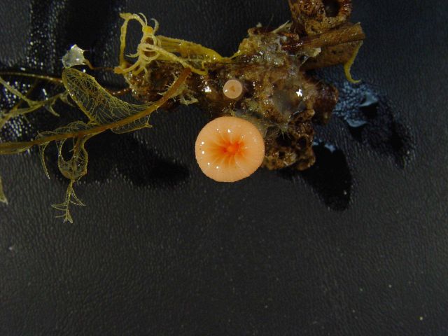 An orange and red solitary coral Picture