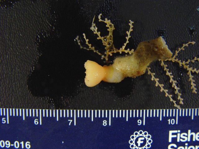 An yellow solitary coral Picture