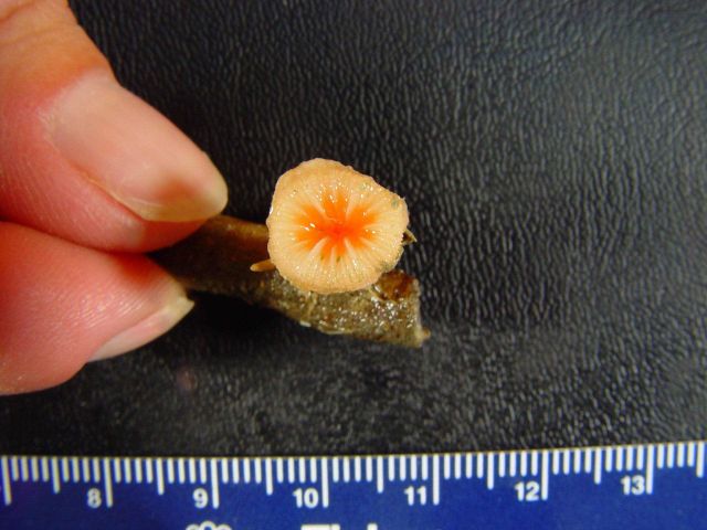 An orange and red solitary coral Picture