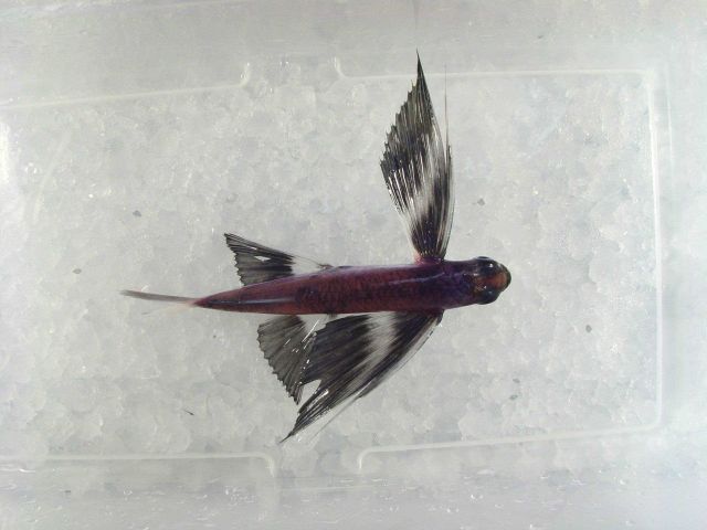 A beautiful little flying fish Picture