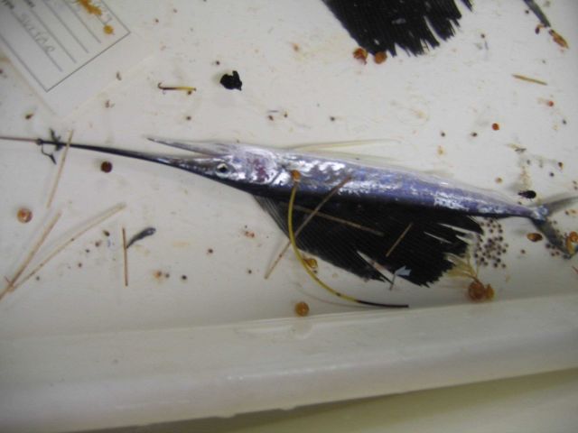 Juvenile Sailfish (Istiophurus platypterus) specimen caught with Neuston net. Picture