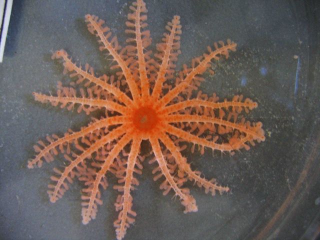 An orange many-armed creature. Picture