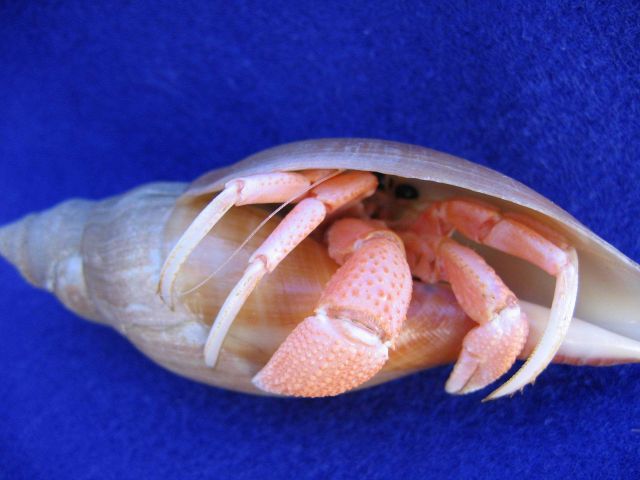 A large pinkish hermit crab in a tulip shell home Picture