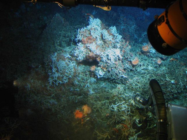 Lophelia bushes, sea anemones, and galatheid crabs as seen from Johnson Sea-Link submersible. Picture