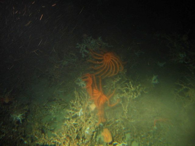 Brisingid sea-stars (Novodinia antillensis) are large invertebrates that are often found perched high on lophelia coral bushes. Picture