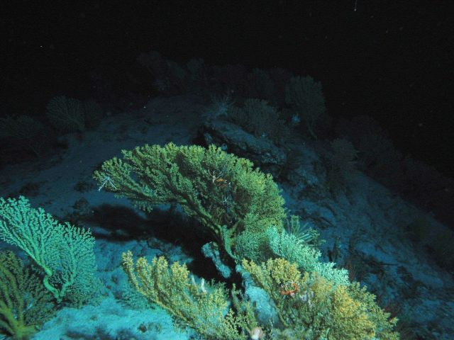 Large gold coral bushes. Picture