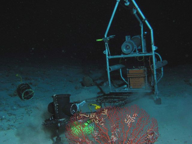 Bubblegum coral and snake stars in the vicinity of the Eye-in-the-Sea (EITS). Picture
