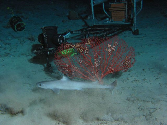 Bubblegum coral, snake stars, and a dogfish in the vicinity of the Eye-in-the- Sea (EITS). Picture