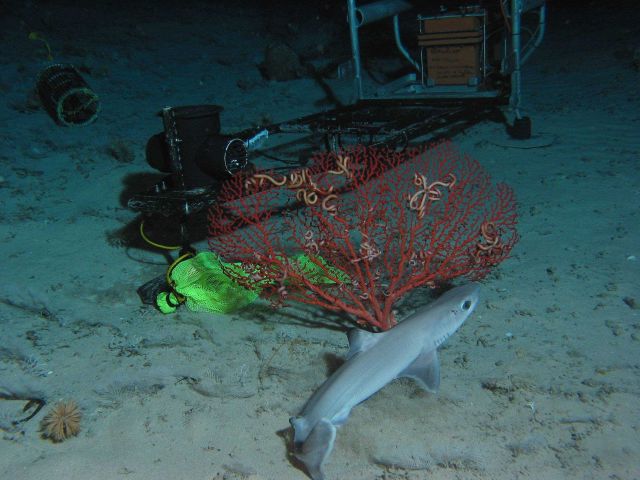 Bubblegum coral, snake stars, and a dogfish in the vicinity of the Eye-in-the- Sea (EITS). Picture