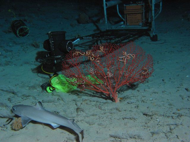Bubblegum coral, snake stars, and a dogfish in the vicinity of the Eye-in-the- Sea (EITS). Picture