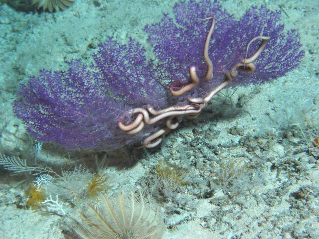 A purple sea fan with a snake star. Picture