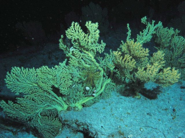 Large gold coral bushes Picture