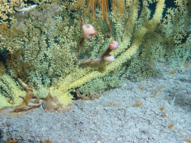 Large gold coral bushes Picture