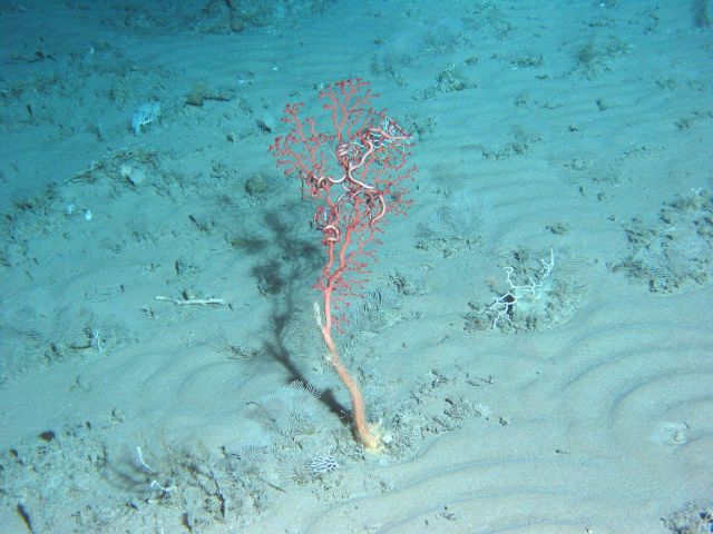 Bubblegum coral with snake star Picture