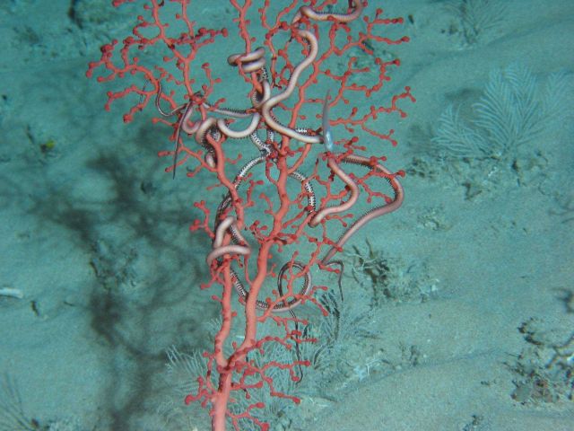 Closeup of bubblegum coral with snake star. Picture