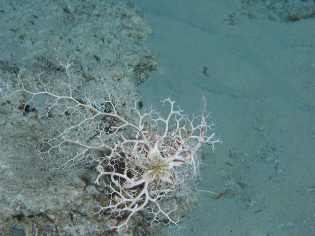 A tangled mass of arms on the basket star which gave rise to the genus name Gorgonocephalus. Picture