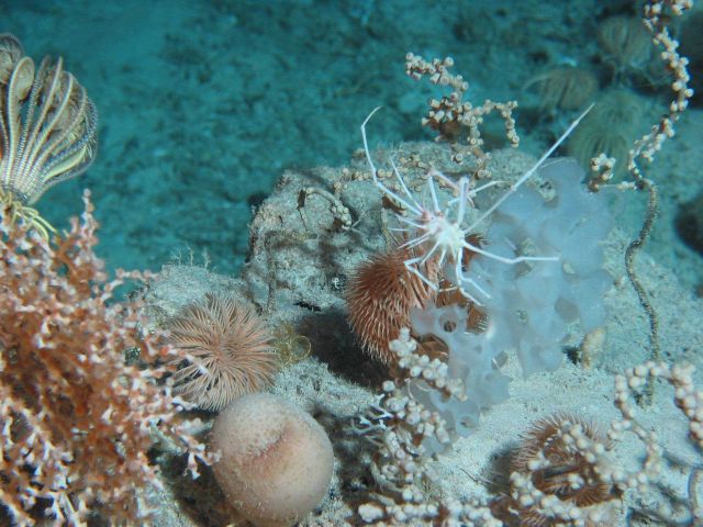 Bland colors characterize this assemblage of sea lilies, whip corals, lophelia, sponge and white crab Picture