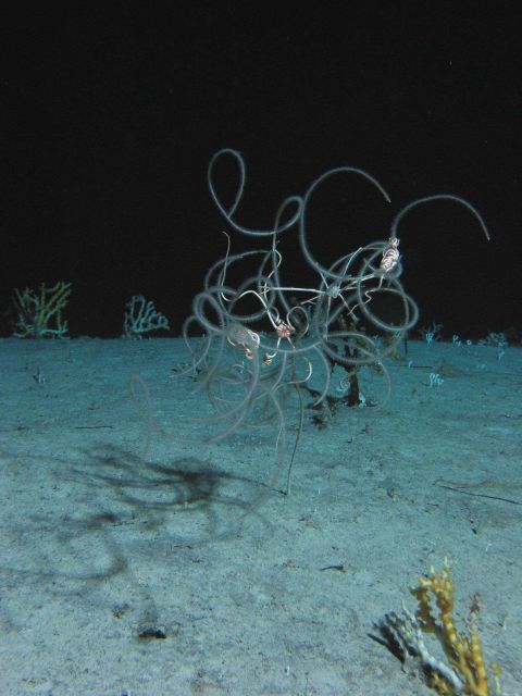 Sea whips and brittle stars Picture