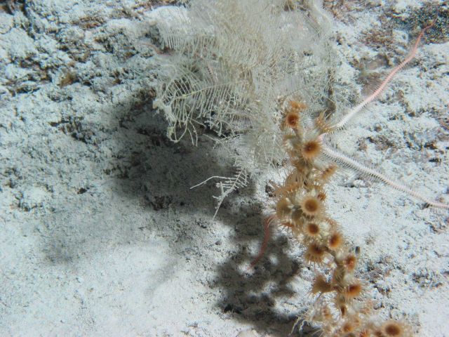 Brown coral polyps on a near vertical stalk, a large pink brittle star, and othe invertebrates. Picture