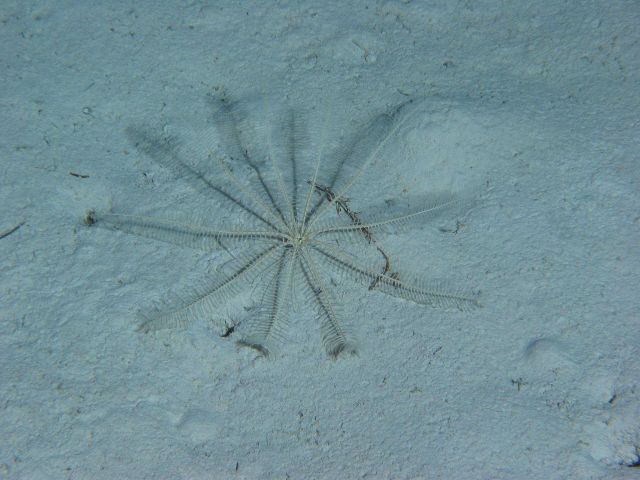 A crinoid whose coloration blends in with the surrounding sediment. Picture