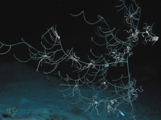 Squat Lobster, Gastroptychus spinifer, on a sea whip. Picture