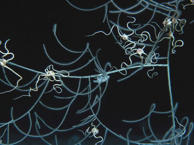 Squat Lobster, Gastroptychus spinifer, on a sea whip. Picture