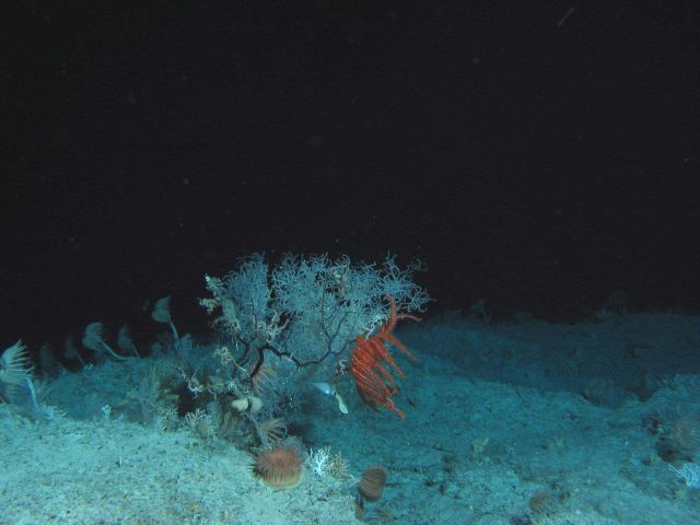 A coral bush, brisingid sea stars, brittle stars, and other invertebrates. Picture