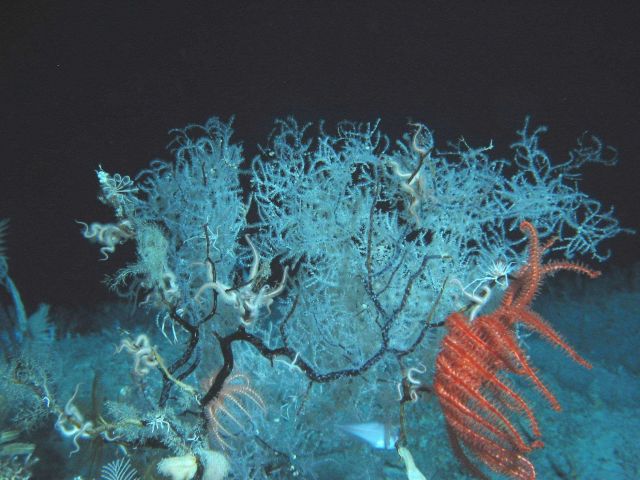 A coral bush, brisingid sea stars, brittle stars, and other invertebrates. Picture