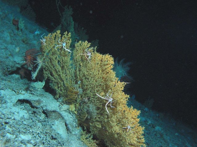 Gold coral, sea lilies, white to pink galatheid crabs, and a red brisingid starfish. Picture