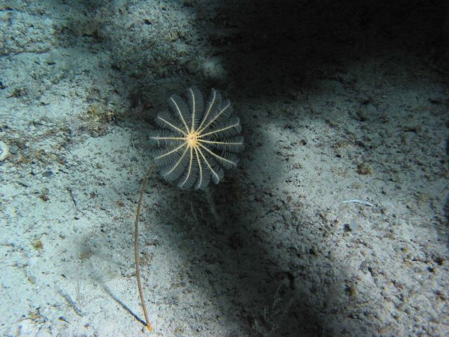 A yellow stalked crinoid with arms extended in the current. Picture