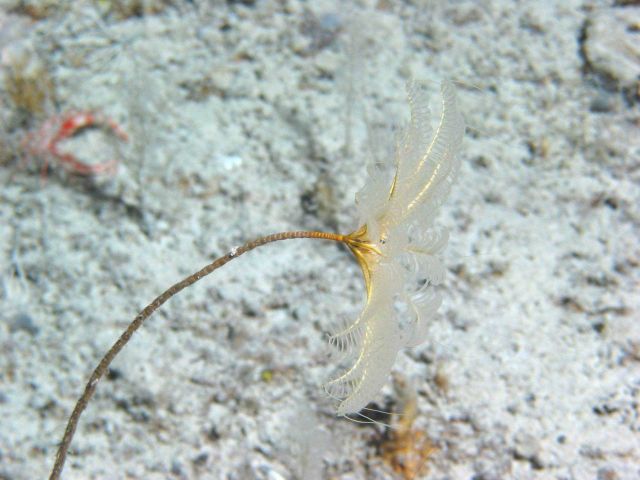 A yellow stalked crinoid with arms extended in the current. Picture