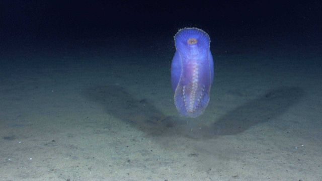 A beautiful purple pelagic sea cucumber. Picture