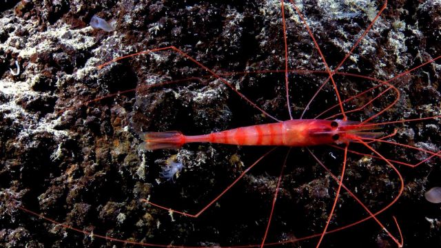 Red shrimp (benthic caridean likely nematocarcinid shrimp) observed during OKEANOS EXPLORER shakedown cruise. Picture