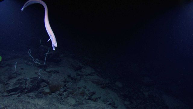 Eel (congrid conger eel) observed during OKEANOS EXPLORER shakedown cruise. Picture