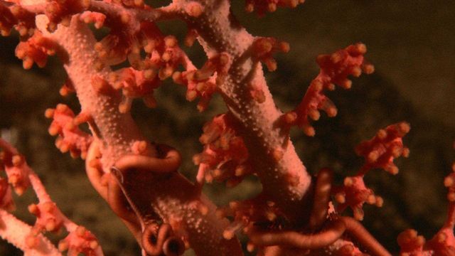 Brittle stars wrapping about a deepwater coral at approximately 1600 meters depth on a small seamount. Picture