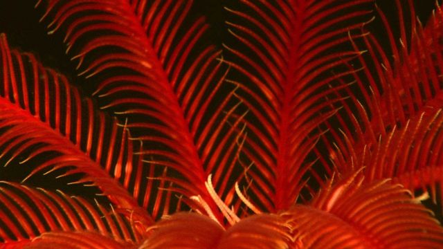 A close look at the red arms of a sea lily living at 516 meters depth. Picture
