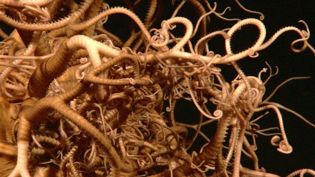 A giant basket star with an intricate network of bifurcating legs is imaged at 555 meters depth. Picture