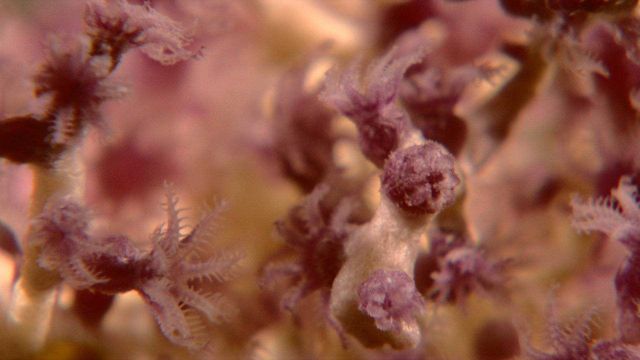 Close look at the extended polyps of lavendar octocoral Picture