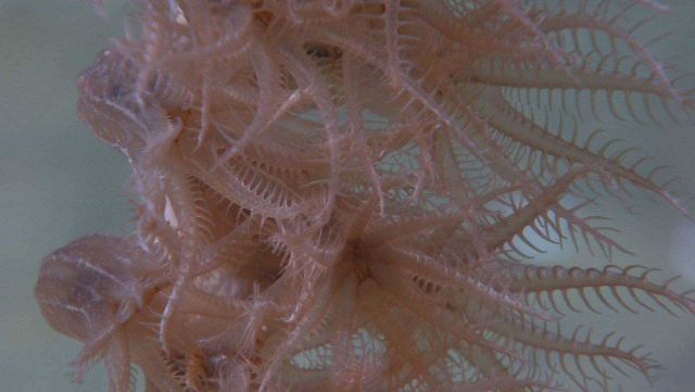 Closeup of extended polyps of a cnidarian Picture