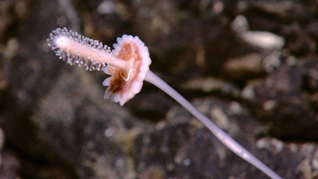 A stalked sponge (?) coral (?) Picture