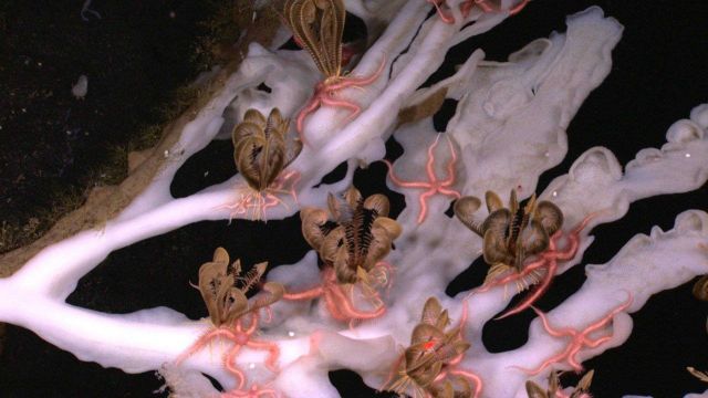 Crinoids and brittlestars on the arms of what appears to be a giant sponge. Picture