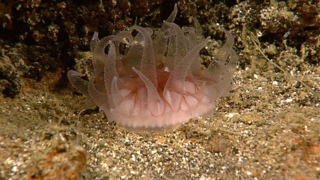 A close look at a rare representative of the phylum cnidaria Picture